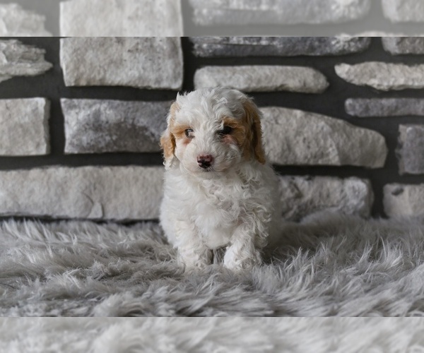 Medium Photo #4 Poodle (Toy) Puppy For Sale in MILLERSBURG, OH, USA