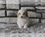 Small #3 Poodle (Toy)