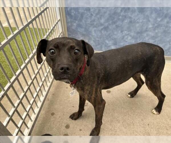 Medium Photo #1 American Pit Bull Terrier-Unknown Mix Puppy For Sale in Fort Collins, CO, USA