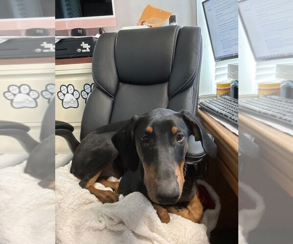 Medium Photo #3 Doberman Pinscher Puppy For Sale in Mooresville, NC, USA