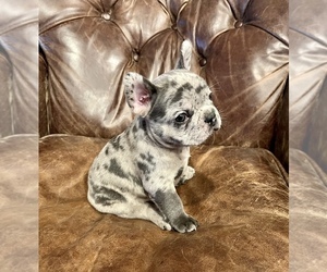 French Bulldog Puppy for Sale in VALLEY SPRINGS, California USA