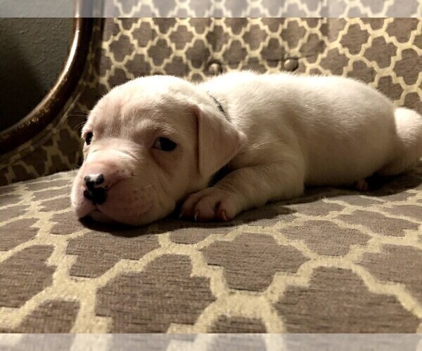Medium Photo #6 American Bulldog Puppy For Sale in HOUSTON, TX, USA
