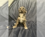 Small Photo #12 Sheepadoodle Puppy For Sale in NEW BALTIMORE, MI, USA