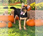 Clayton - Male Shepradors Dog for Adoption - Small photo