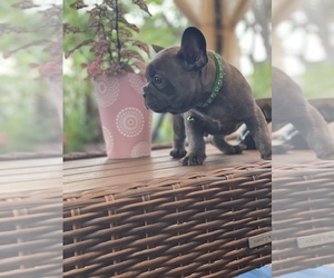 French Bulldog Puppy for sale in LOS ANGELES, CA, USA