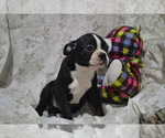 Puppy Oceana Boston Terrier