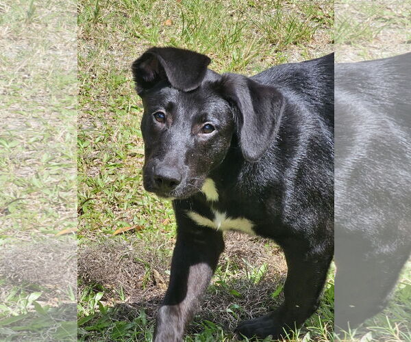 Medium Photo #8 German Shepherd Dog-Unknown Mix Puppy For Sale in Royal Palm Beach, FL, USA