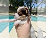 Small #1 Yorkshire Terrier