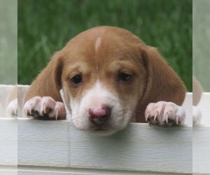 Dachshund Puppy for sale in MANHEIM, PA, USA