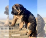 Small #2 German Shepherd Dog