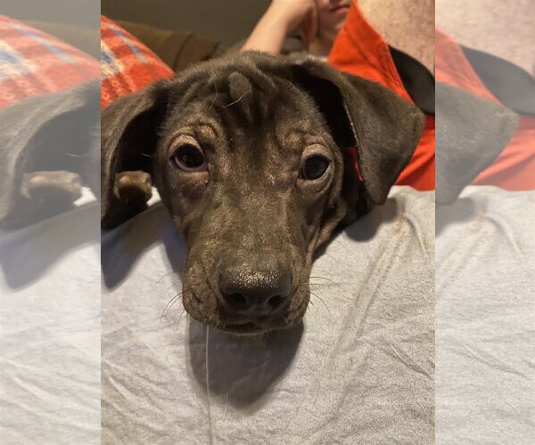 Medium Photo #11 Mutt Puppy For Sale in The Woodlands, TX, USA