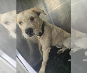 Mutt Dogs for adoption in San Antonio, TX, USA
