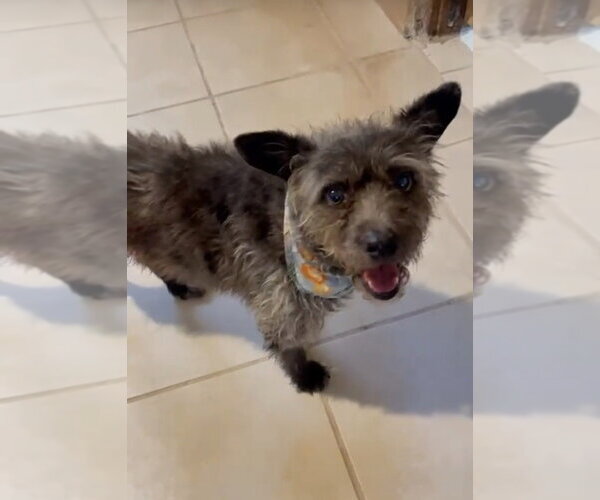 Medium Photo #8 Mutt Puppy For Sale in San Diego, CA, USA