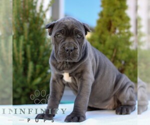Cane Corso Puppy for sale in EAST EARL, PA, USA