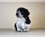 Small Photo #20 Cock-A-Tzu Puppy For Sale in SAN DIEGO, CA, USA