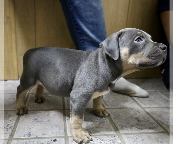 Medium Photo #6 American Bully Puppy For Sale in EGG HARBOR CITY, NJ, USA