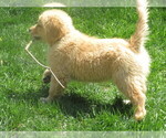 Small #6 Golden Retriever