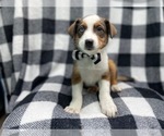 Small Photo #8 Texas Heeler Puppy For Sale in LAKELAND, FL, USA