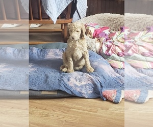 Poodle (Standard) Puppy for sale in SOUTH RANGE, WI, USA