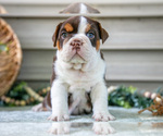 Puppy Sierra Beabull