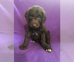 Small Photo #1 Labradoodle Puppy For Sale in CAMPOBELLO, SC, USA