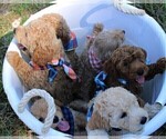 Small Photo #64 Goldendoodle Puppy For Sale in TIMBERLAKE, NC, USA