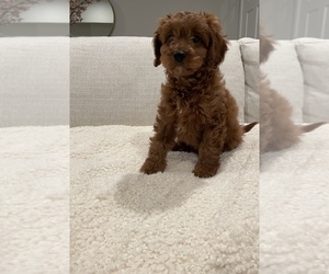 Cavapoo-Poodle (Toy) Mix Puppy for sale in BELLEVUE, WA, USA