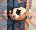 Small #8 Pembroke Welsh Corgi-Poodle (Miniature) Mix