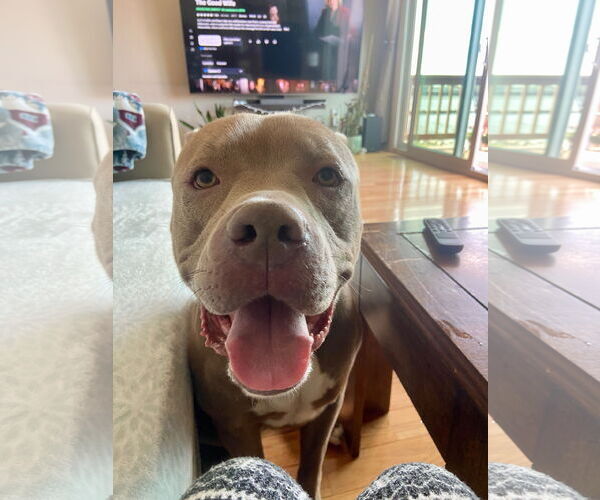 Medium Photo #4 American Pit Bull Terrier-Unknown Mix Puppy For Sale in Millersville, MD, USA