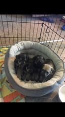 Schnauzer (Miniature) Puppy for sale in SOUTH BEND, IN, USA