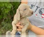 Small Photo #3 Weimaraner Puppy For Sale in MANKATO, MN, USA