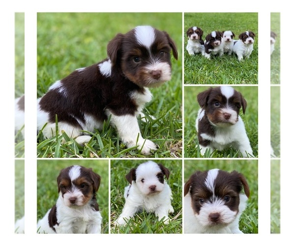 Medium Photo #2 Yorkshire Terrier Puppy For Sale in MONTGOMERY, TX, USA