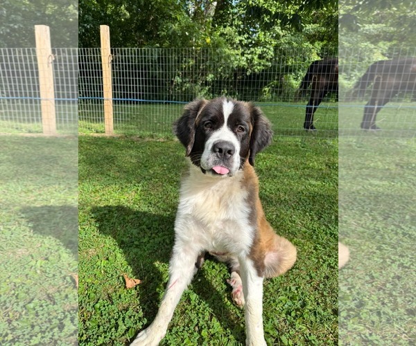 Medium Photo #1 Saint Bernard-Unknown Mix Puppy For Sale in Germantown, OH, USA