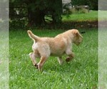 Small Photo #4 Miniature Labradoodle Puppy For Sale in DANVILLE, PA, USA