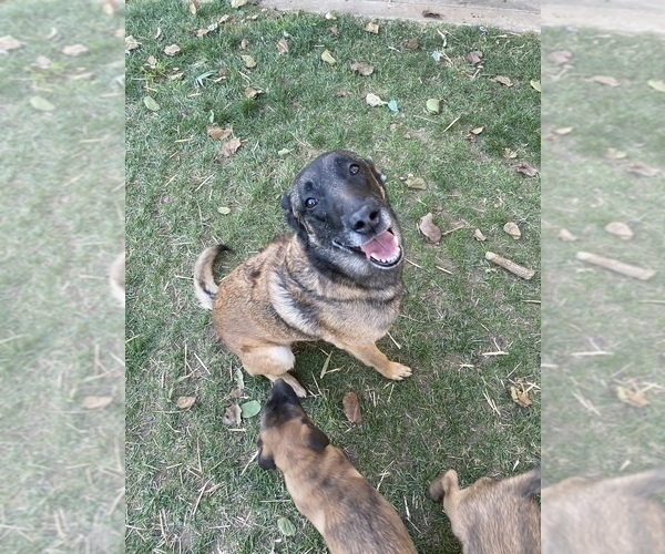 Medium Photo #16 Belgian Malinois Puppy For Sale in IMPERIAL BEACH, CA, USA