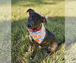 Small #3 Labrador Retriever Mix