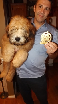 Medium Photo #6 Soft Coated Wheaten Terrier Puppy For Sale in THOMASVILLE, NC, USA