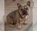 Small Photo #1 American Bullnese Puppy For Sale in LAS VEGAS, NV, USA
