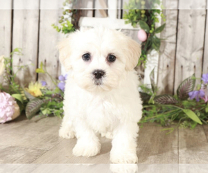 Zuchon Puppy for sale in MOUNT VERNON, OH, USA