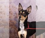 Small #1 Miniature Pinscher Mix