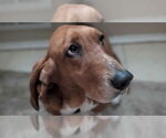 Small #3 Basset Hound
