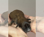 Small #1 Bernedoodle (Miniature)
