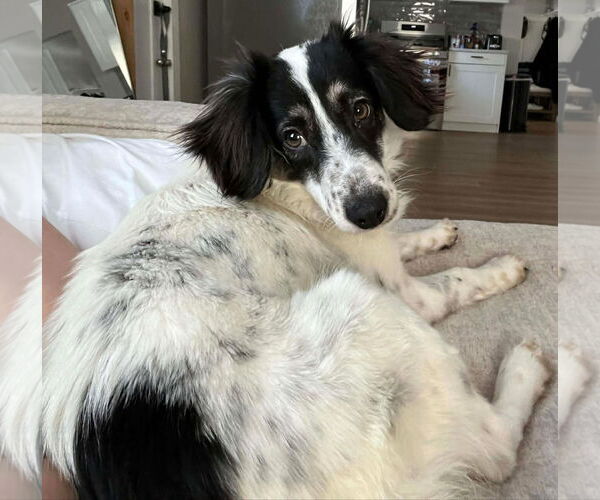 Medium Photo #1 Collie-Unknown Mix Puppy For Sale in Duluth, MN, USA