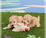 Small Photo #12 Cockapoo Puppy For Sale in PIONEER, CA, USA