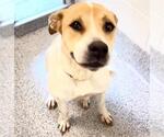 Small #1 Staffordshire Bull Terrier Mix