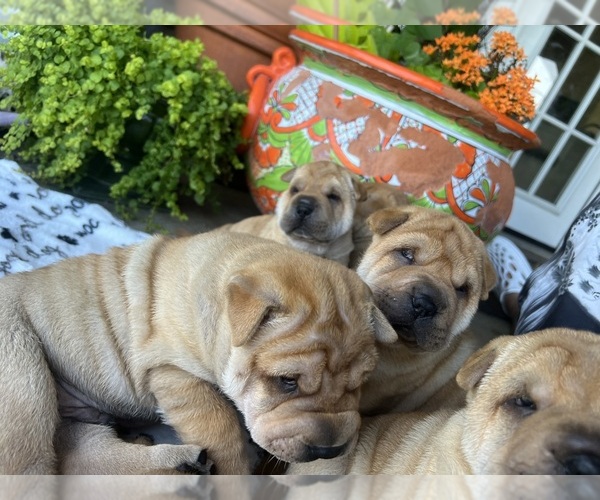 Medium Photo #7 Chinese Shar-Pei Puppy For Sale in FORT WORTH, TX, USA