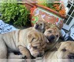 Small #6 Chinese Shar-Pei