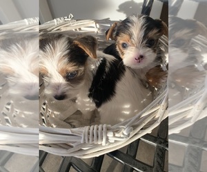 Yorkshire Terrier Puppy for sale in JURUPA VALLEY, CA, USA