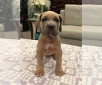 Puppy Black Cane Corso