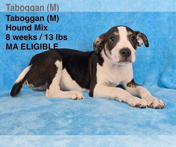 Medium Photo #6 Mutt Puppy For Sale in pomfret, CT, USA
